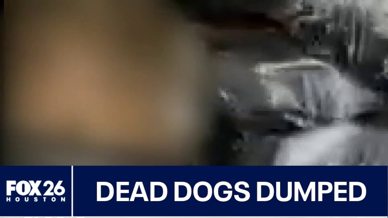 Harris County authorities accused of dumping dead animals in open hole