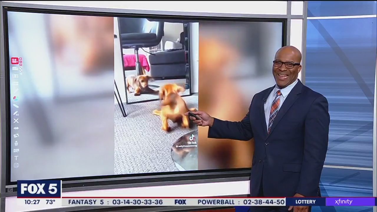 Dog gets into fight with reflection