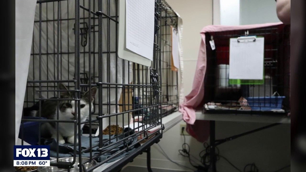 Tacoma Humane in need of supplies after 100+ cat rescue