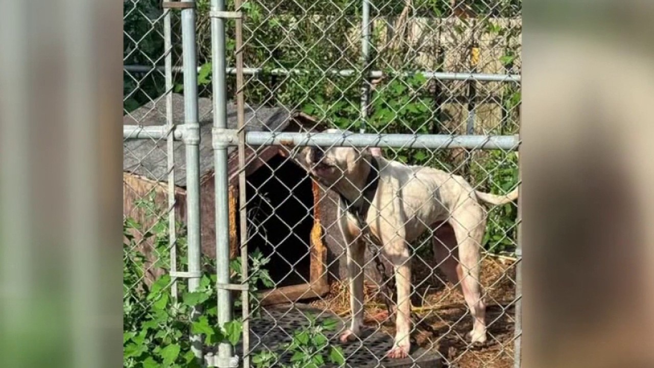 DACC under fire after returning dogs to troubled owners