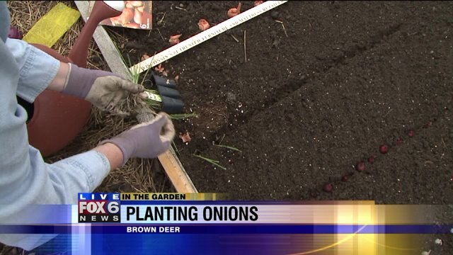Tips: Planting onions