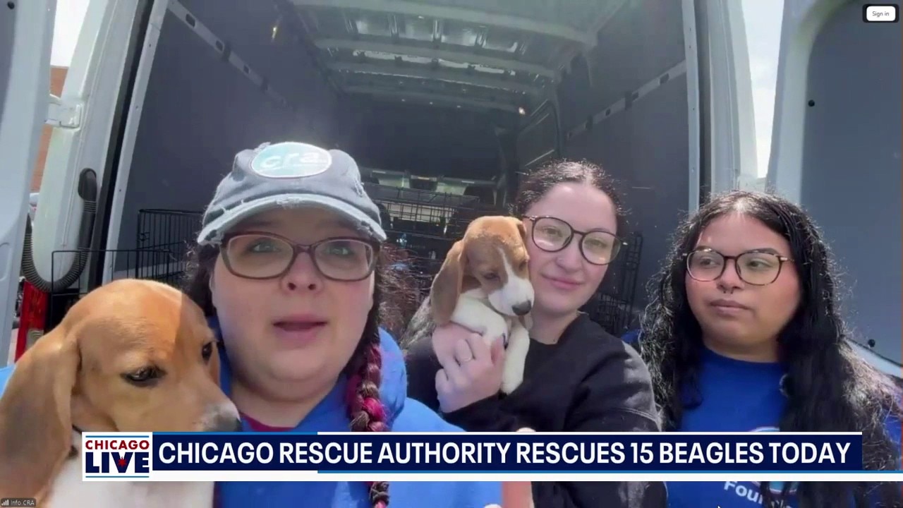 Chicago Rescue Authority saves 15 beagles from Wisconsin research facility | ChicagoLIVE 