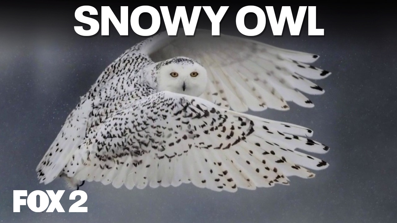 Snowy Owls in Michigan and how to find them | Brother Nature