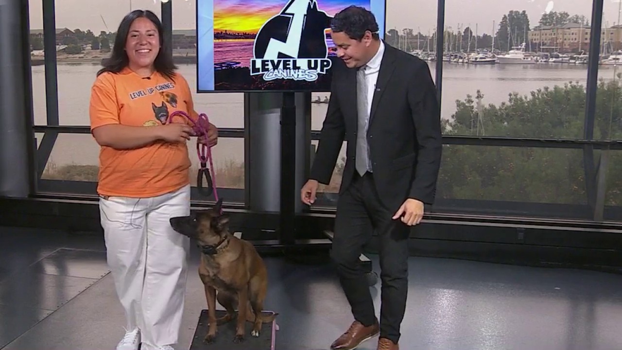 Hayward-based dog expert: why training starts with the human