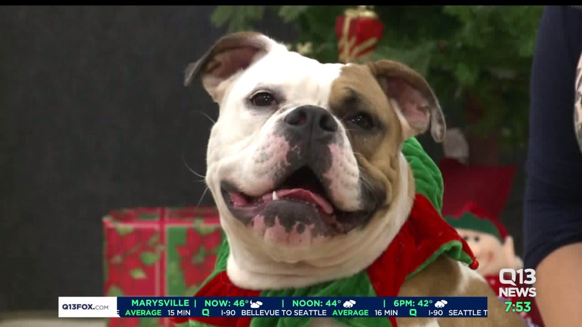 Meet Daisy! #WhyNotMePets