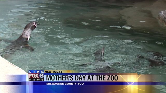 Laura helps feed the penguins at Milw. Co. Zoo