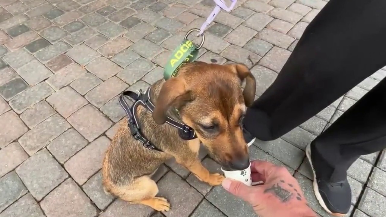 'Yappy Hour' pairs seniors with pets to promote adoption