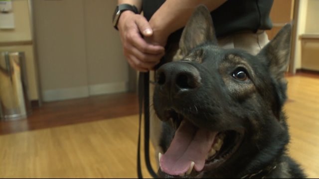 K-9 unit adds new security to Wheaton Franciscan St. Joseph`s Campus