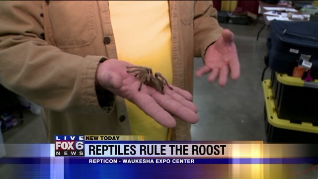 FOX6's Julie Collins gets up close and personal with snake, tarantula and more at "Repticon"