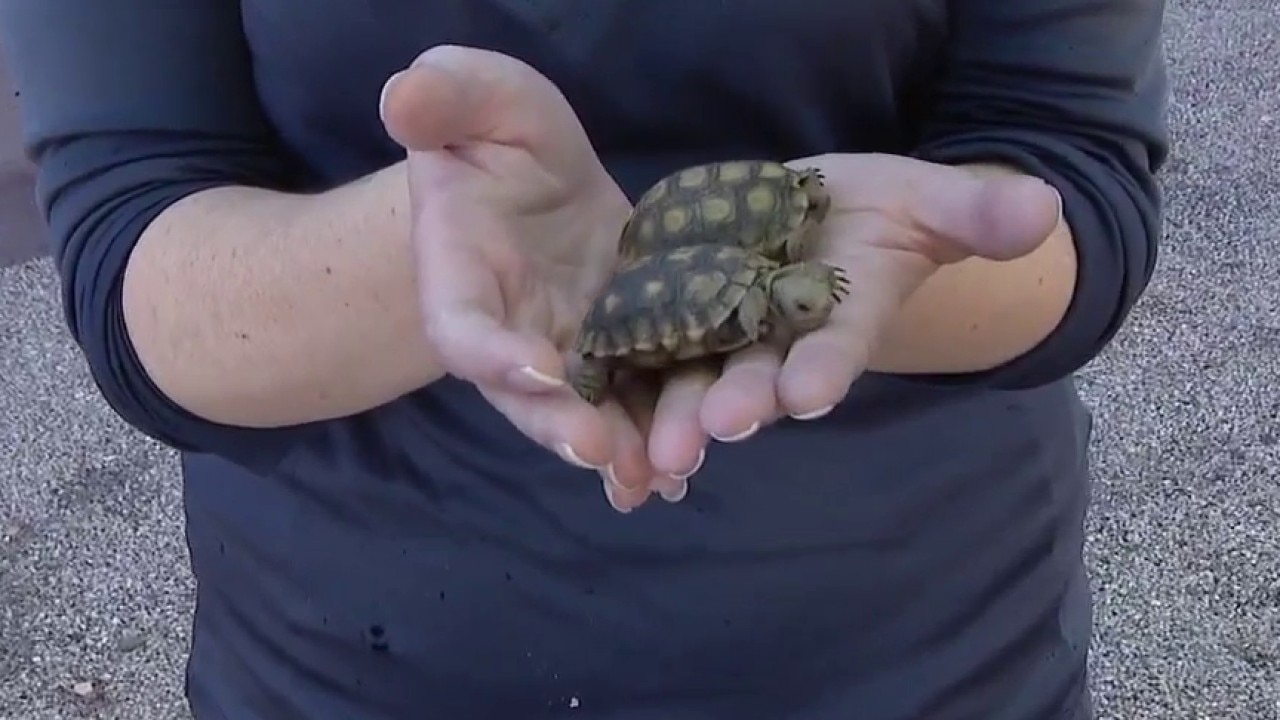 Tortoises up for adoption through AZ Game & Fish
