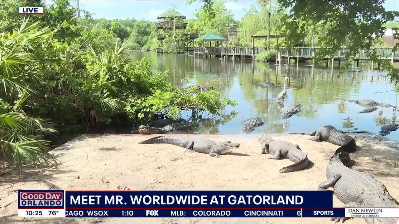 Large alligator Mr. Worldwide relocated to Gatorland