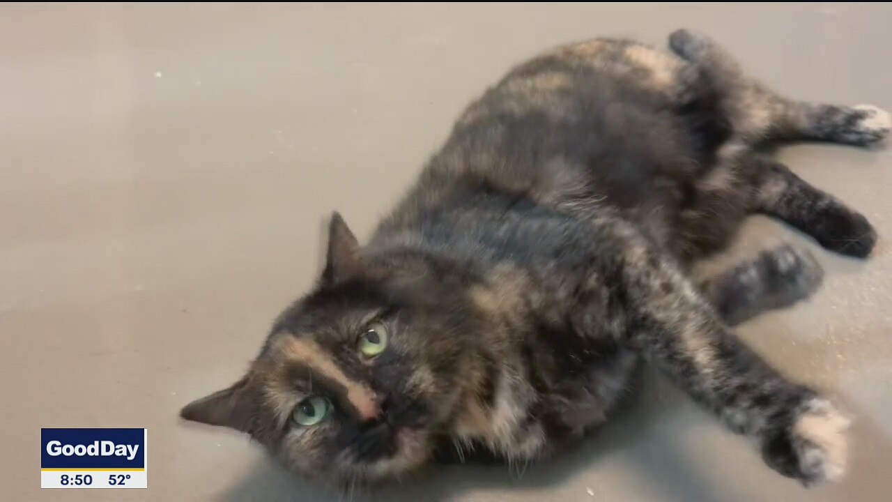 Pet of the Day: Minnie