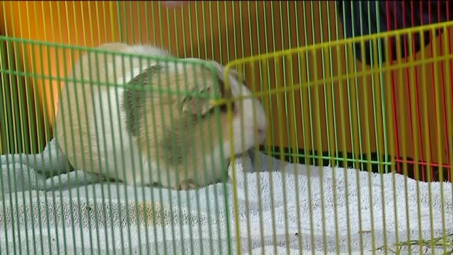 Are your kids begging for a pet? The small pet that promises big adventures