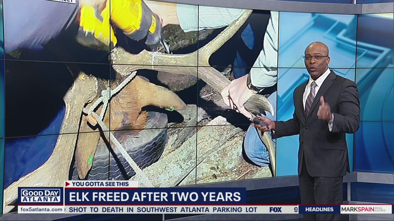 Elk freed from tire after two years