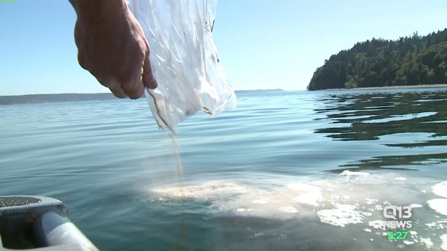 Unclaimed remains spread in Puget Sound