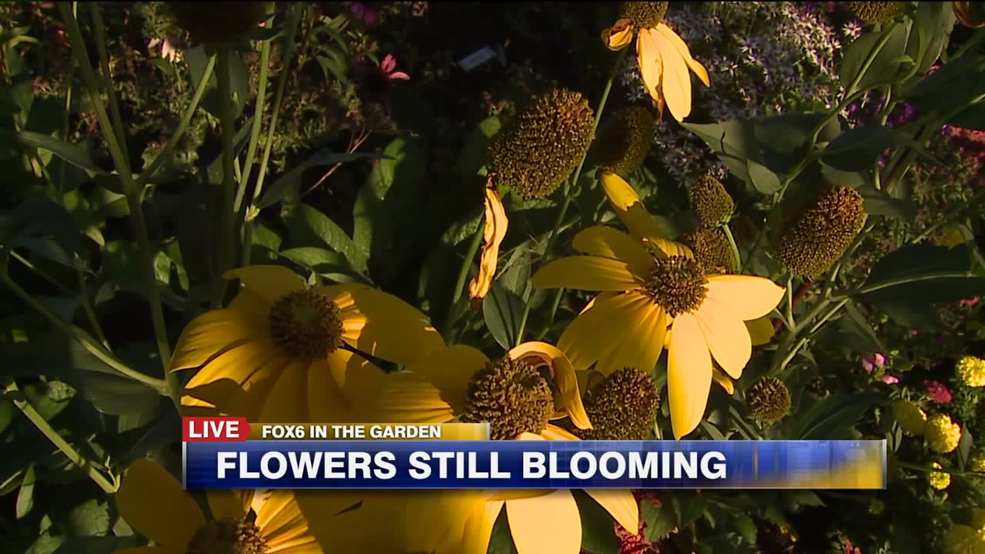 Flowers still blooming