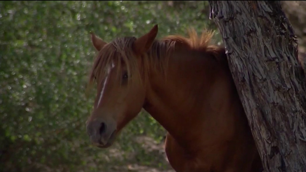 Gov. Hobbs pauses removals from Salt River horse herd