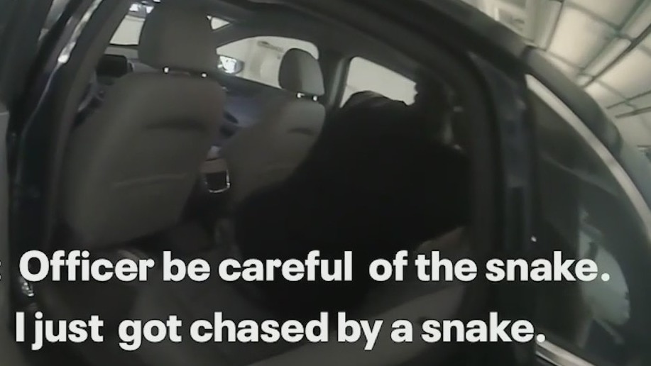 Man claims a snake chased him, ends up homeowner's garage