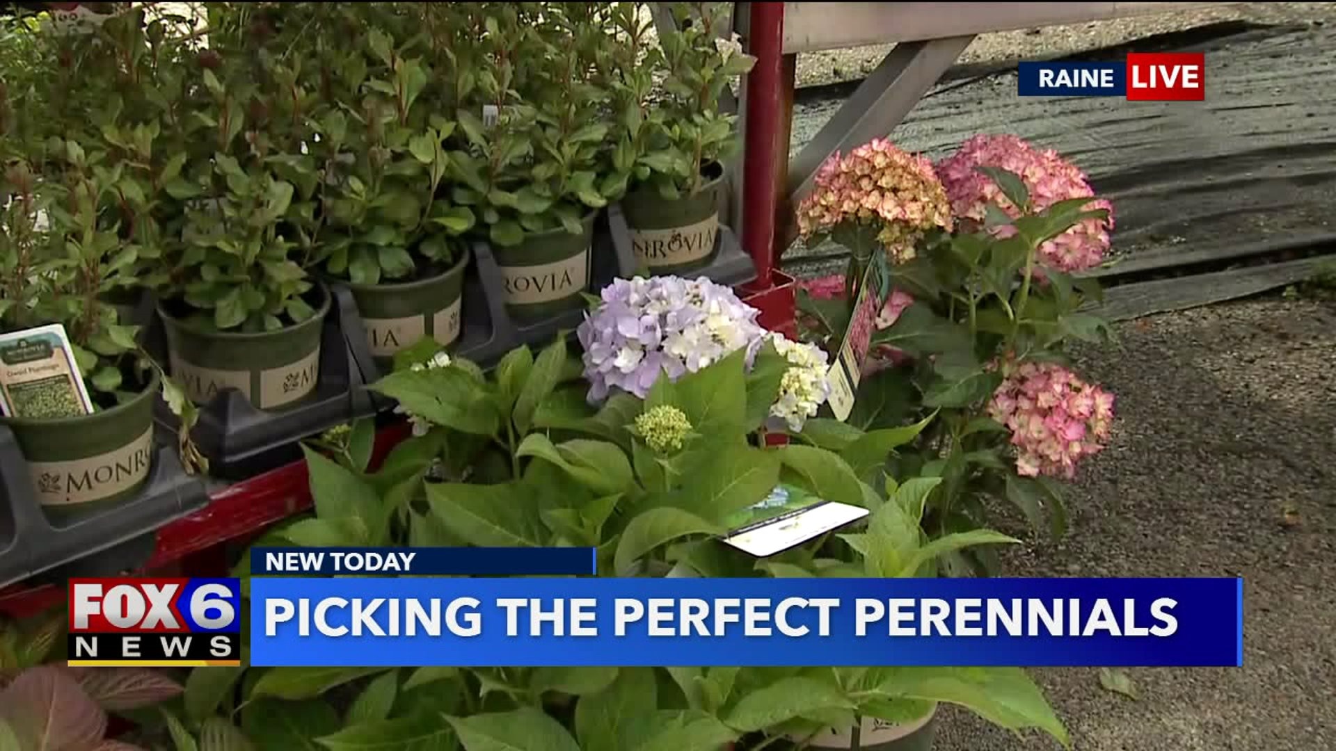 Picking the perfect perenials