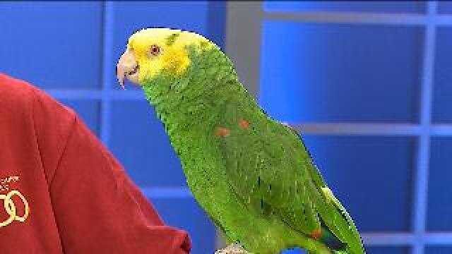 Double Yellow Headed Amazon Parrot sings