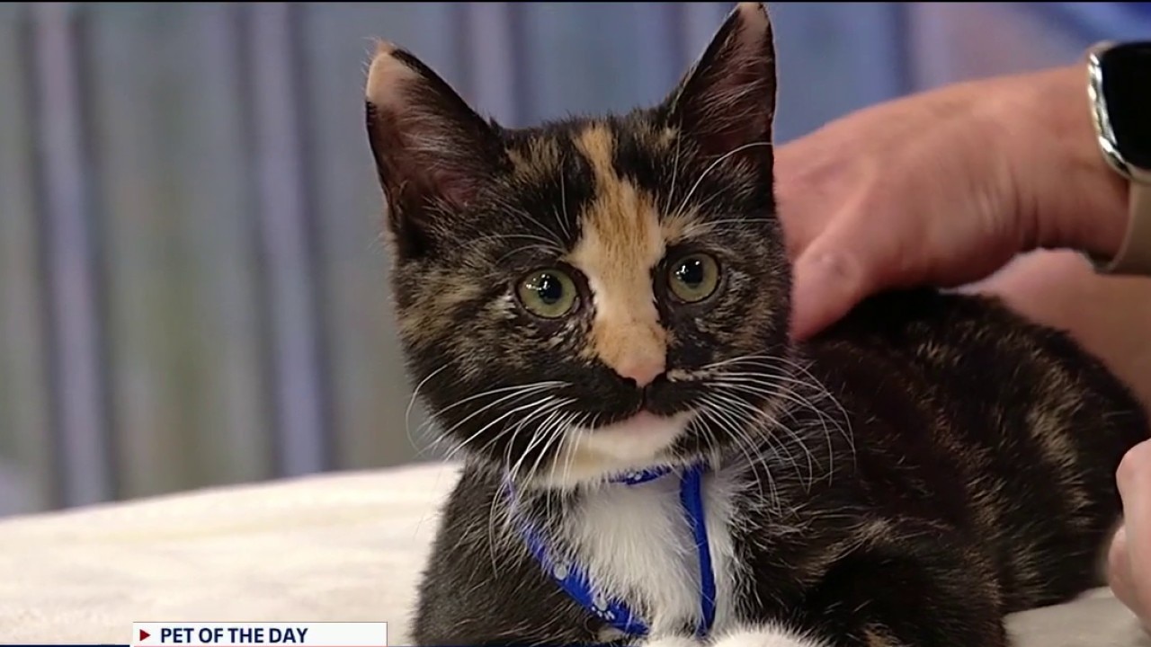 Pet of the day: Aloha