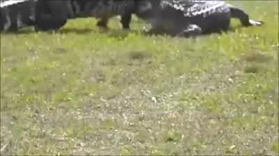 Gators fight at Sarasota golf course
