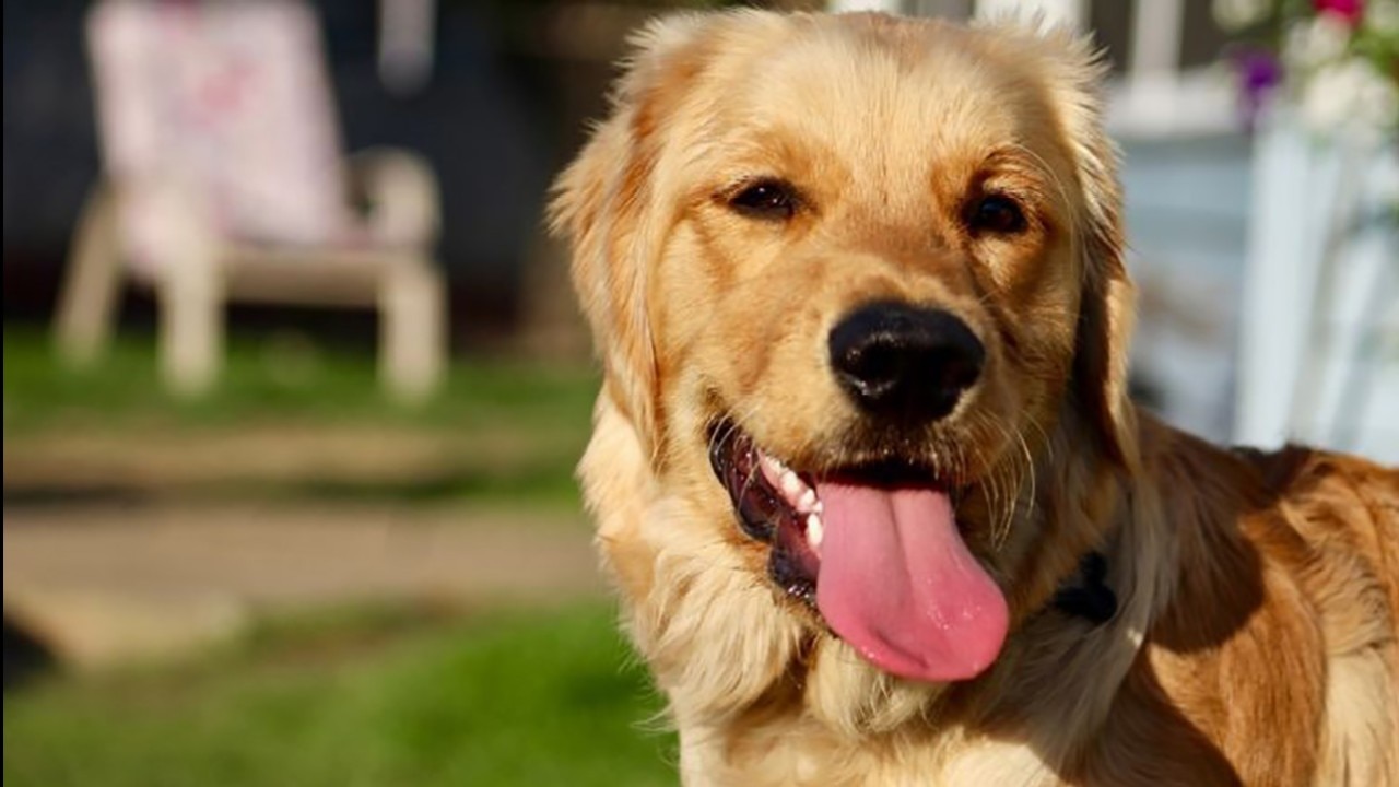 Chicago ranks among the least pet-friendly U.S. cities, study says | ChicagoLIVE