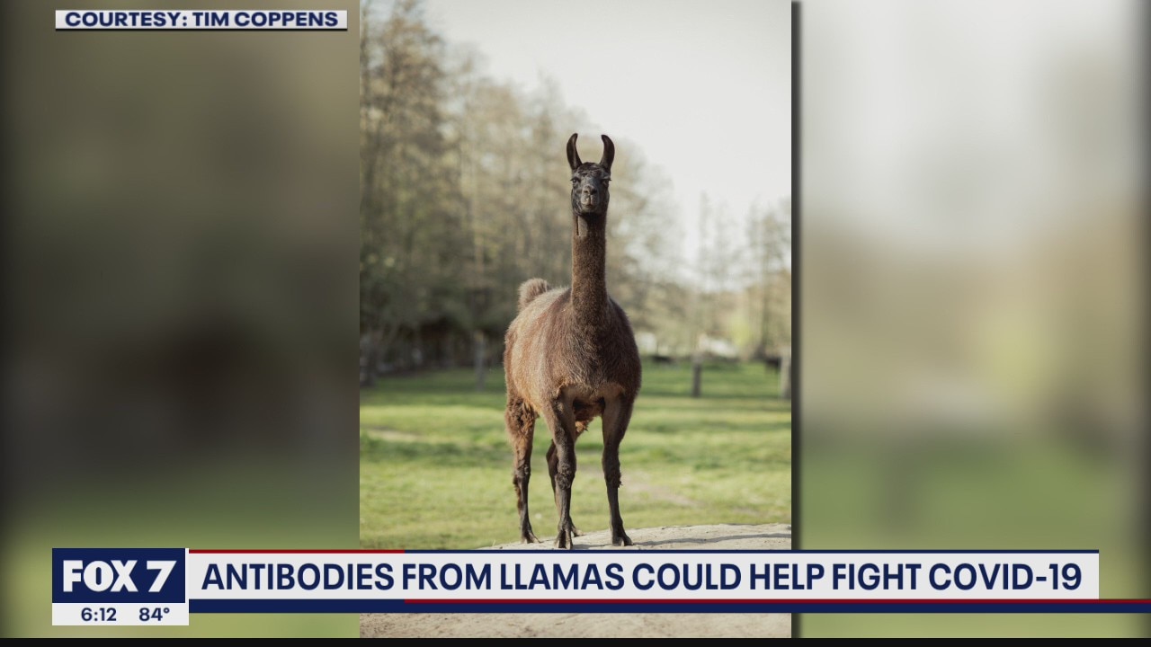 FOX 7 Discussion: Antibodies from llamas could help fight COVID-19