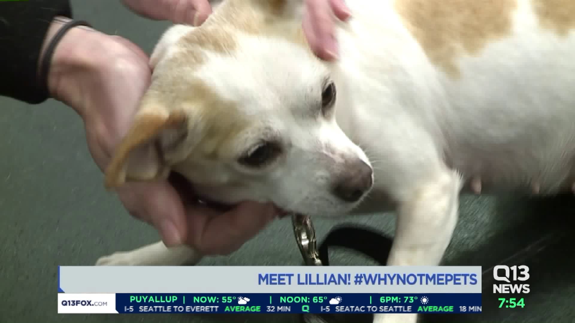 Meet Lillian! #WhyNotMePets