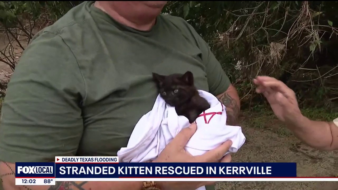 Texas deadly flooding: Stranded kitten rescued
