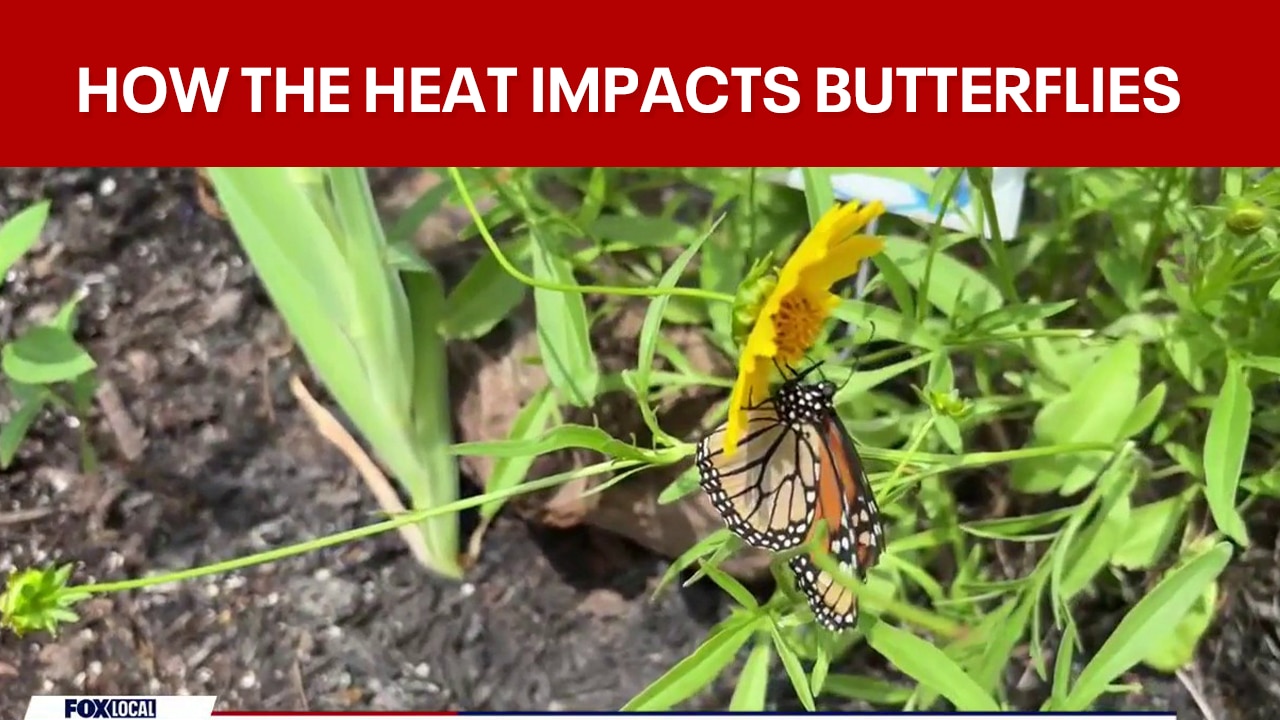 How the heat is affecting butterflies