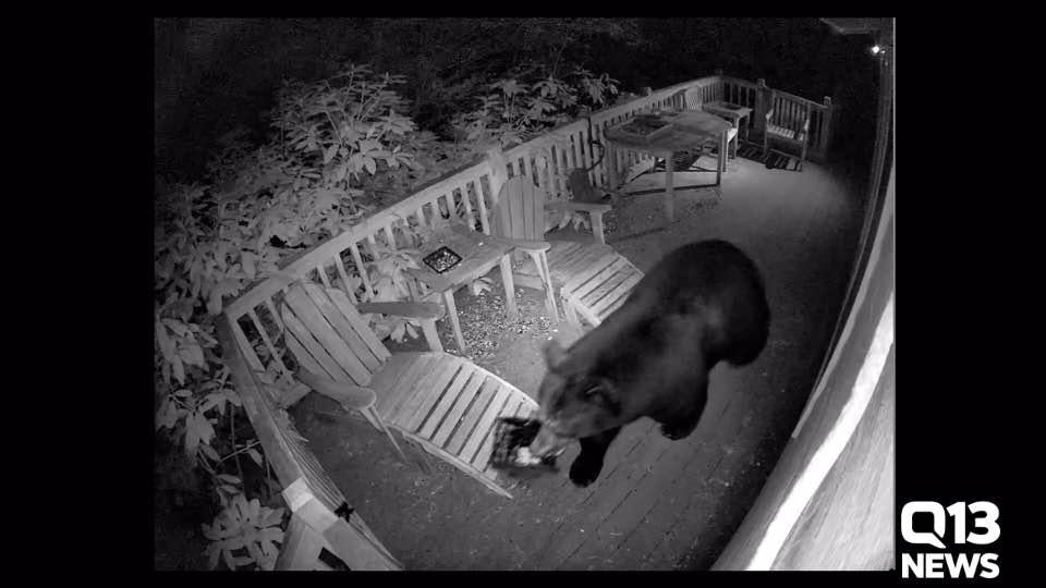 Kingston bear