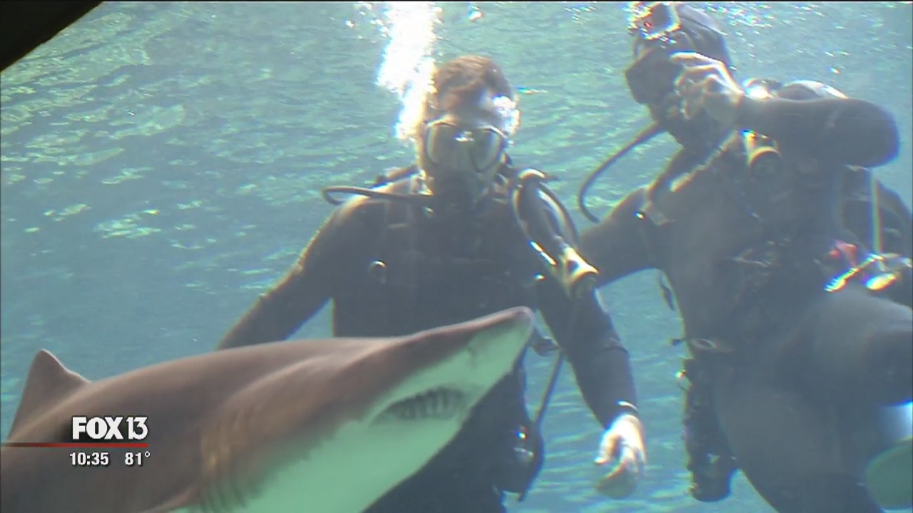 Shark experts say fears mostly unfounded