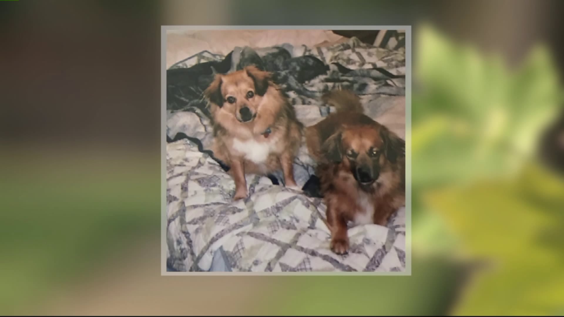 Owner looking for 2 missing dogs