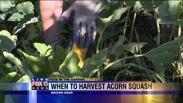 It can be hard to decide when to harvest acorn squash
