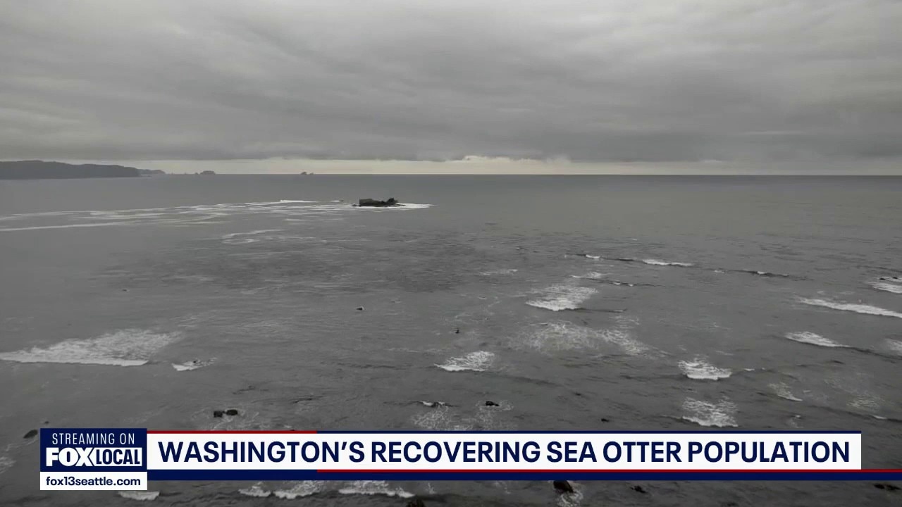 Scientists use drone to count Washington sea otters