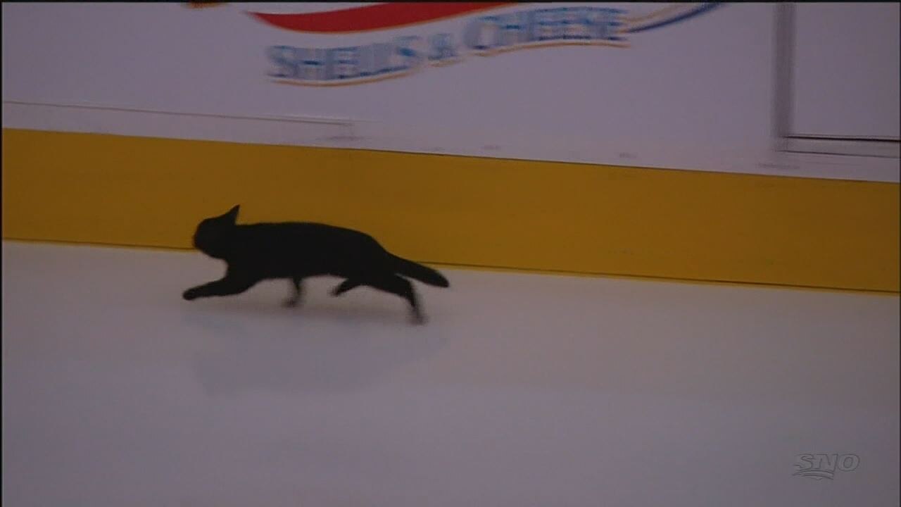 Black cat runs across ice at Preds vs Sharks game