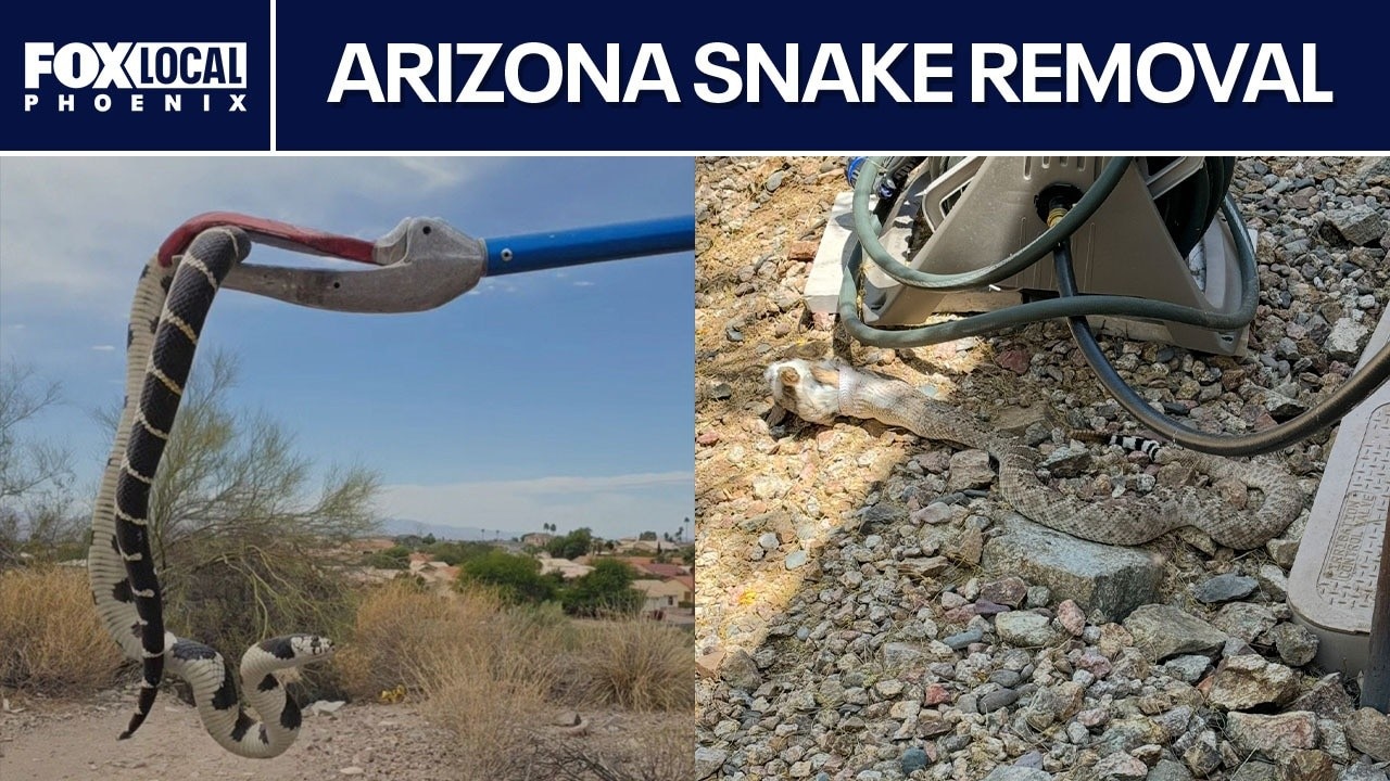 Arizona summer brings snake calls surge