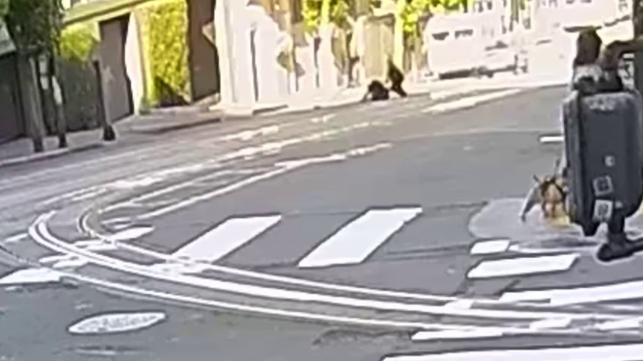 Video shows driver striking Trader Joe's theft suspect, cops