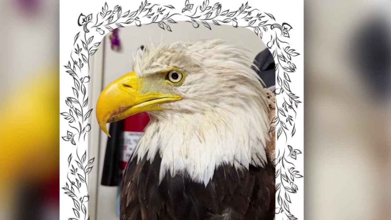 Mourning the death of Big Bear's beloved Jackie the bald eagle