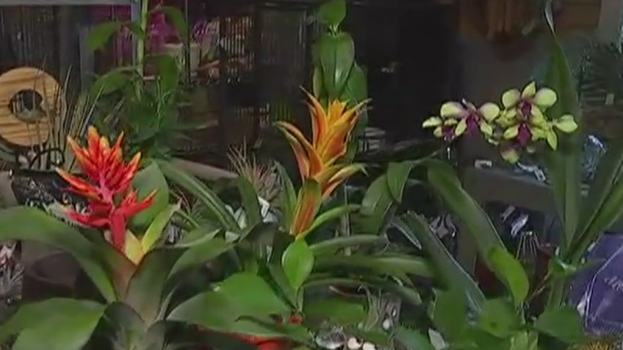 Your Garden: Staging plants in pots