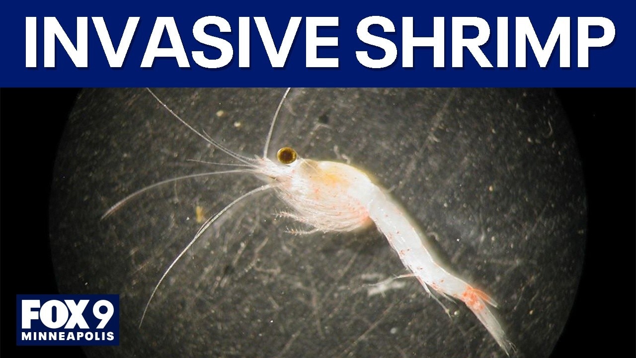 Bloody Red Shrimp found in Lake Superior