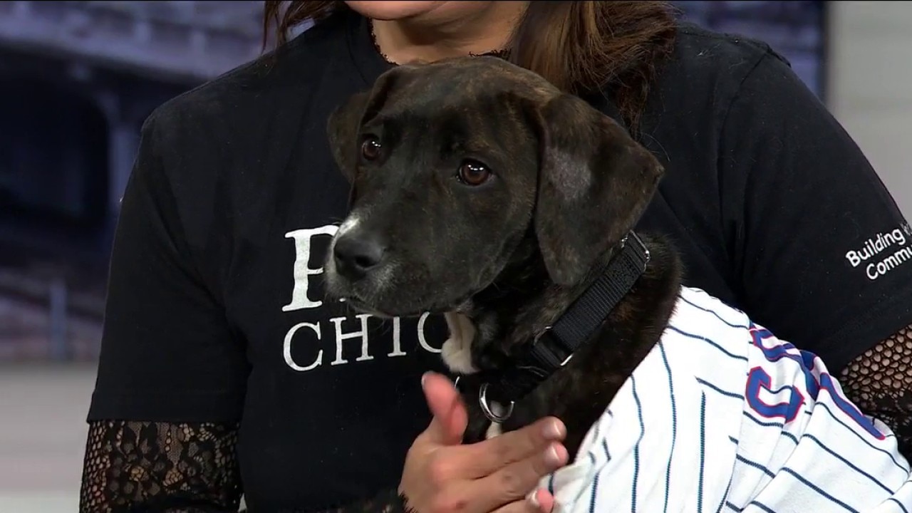 PAWS Chicago teams up with Cubs for a weekend pet adoption event