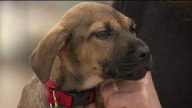 Keeping pets, children safe from fireworks