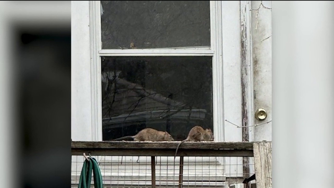 DuPage County residents say rat infestation is taking over neighborhood: 'We're freaking out'