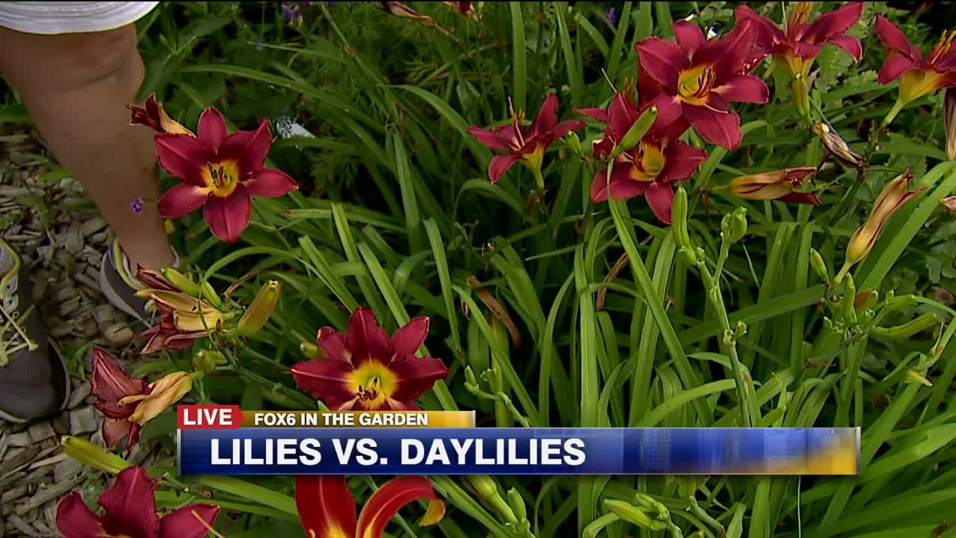 Lilies and daylilies