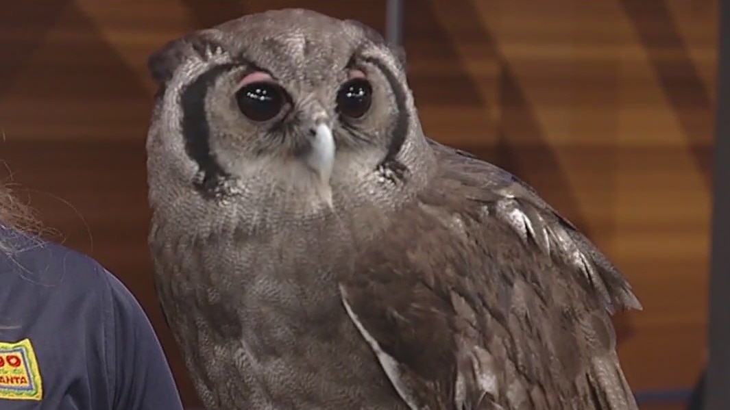 Meet Rwe: Zoo Atlanta's milk eagle owl