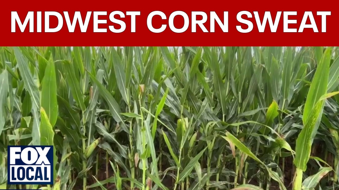 Summer heat, humidity creating sweaty corn in Midwest