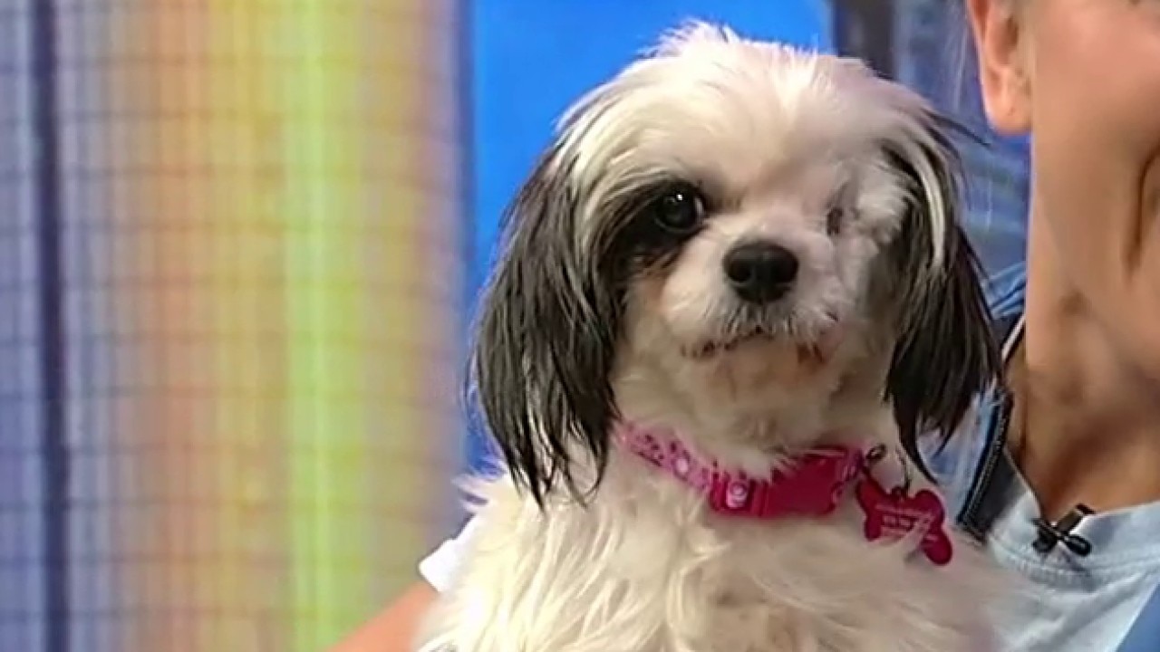 Pet of the day: Pooh Poppins