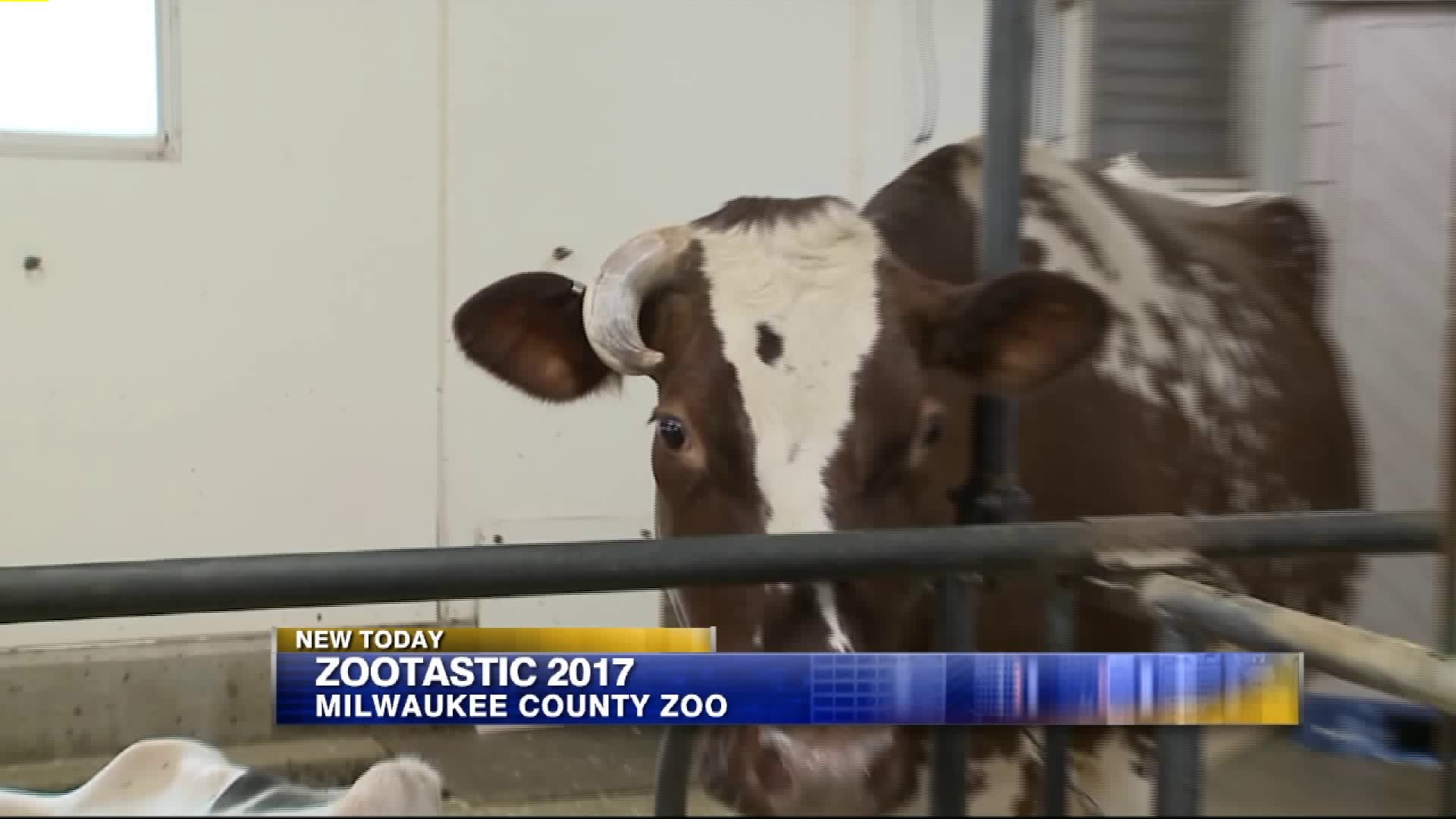 Carl learns about the ONLY working dairy farm in the City of Milwaukee